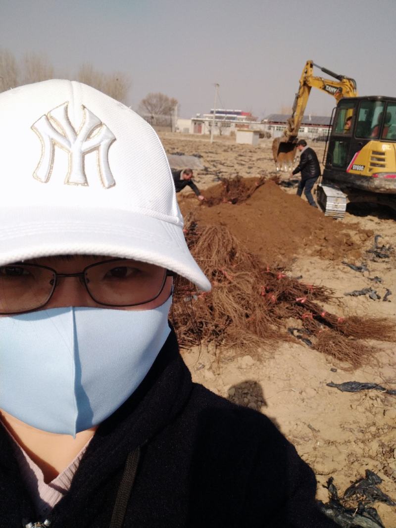 火焰无核葡萄苗，又名弗雷，玻璃脆，红珍珠，红色早熟无核