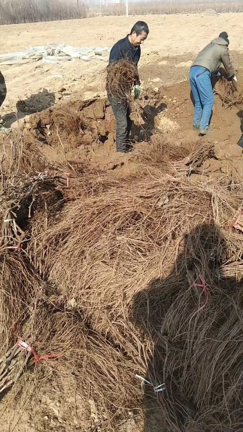 火焰无核葡萄苗，又名弗雷，玻璃脆，红珍珠，红色早熟无核