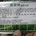 黄叶病，叶变绿叶，详细介绍请看包装说明谢谢！