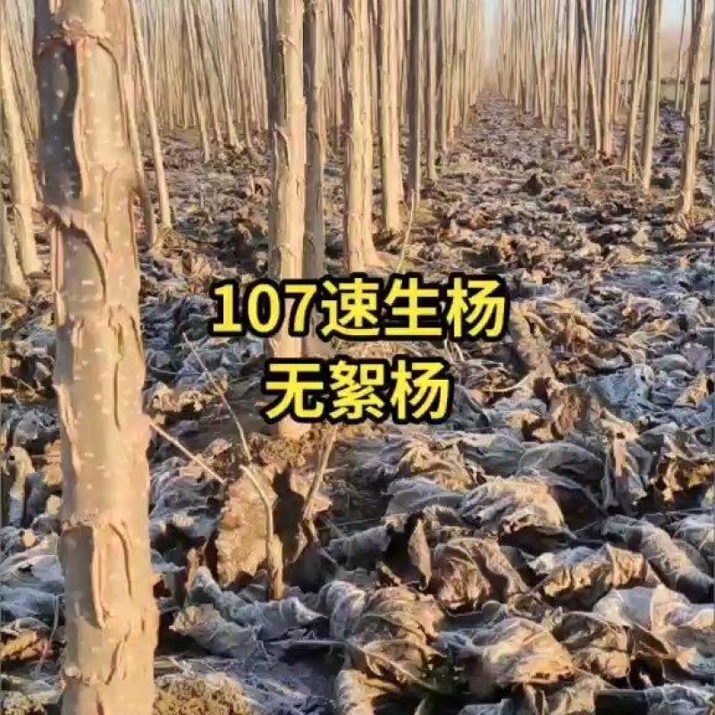 107速生杨/107杨树苗1-5公分大量有货保质保量