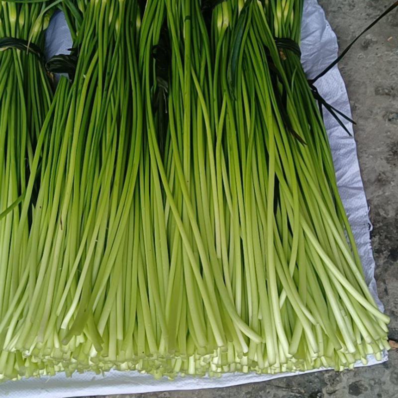 新鲜蒜苔，全国最好吃的彭州蒜苔即将上市，欢迎采购来聊