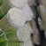 新鲜蒜苔，全国最好吃的彭州蒜苔即将上市，欢迎采购来聊