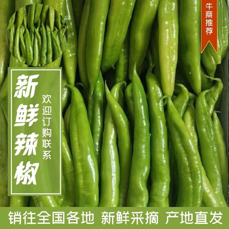 尖椒专业对接出口及国内贸易山东尖椒青州尖椒推荐