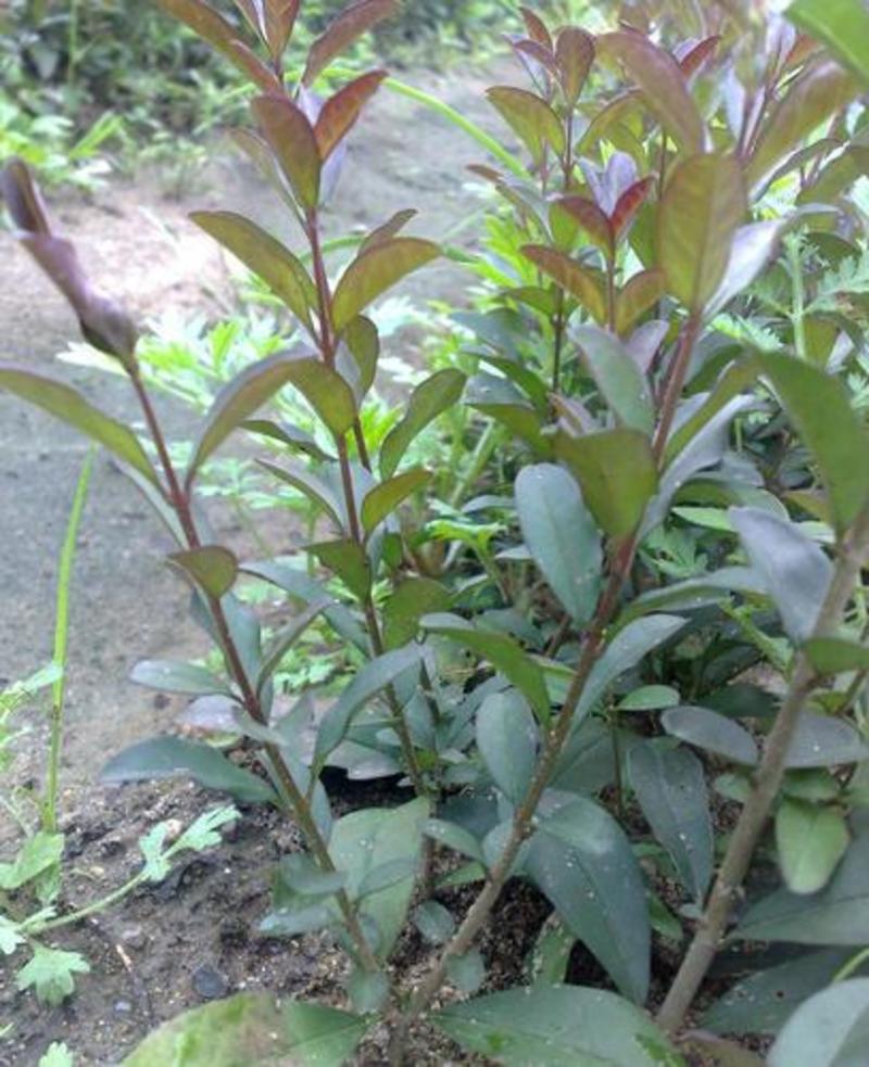 紫叶水水腊扦插苗12公分至30公分。抗寒，喜湿易成活。