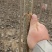 107杨树苗