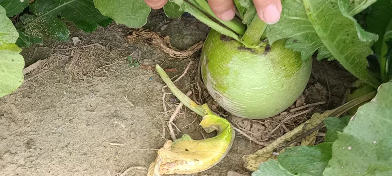 青萝卜与白萝卜对比图