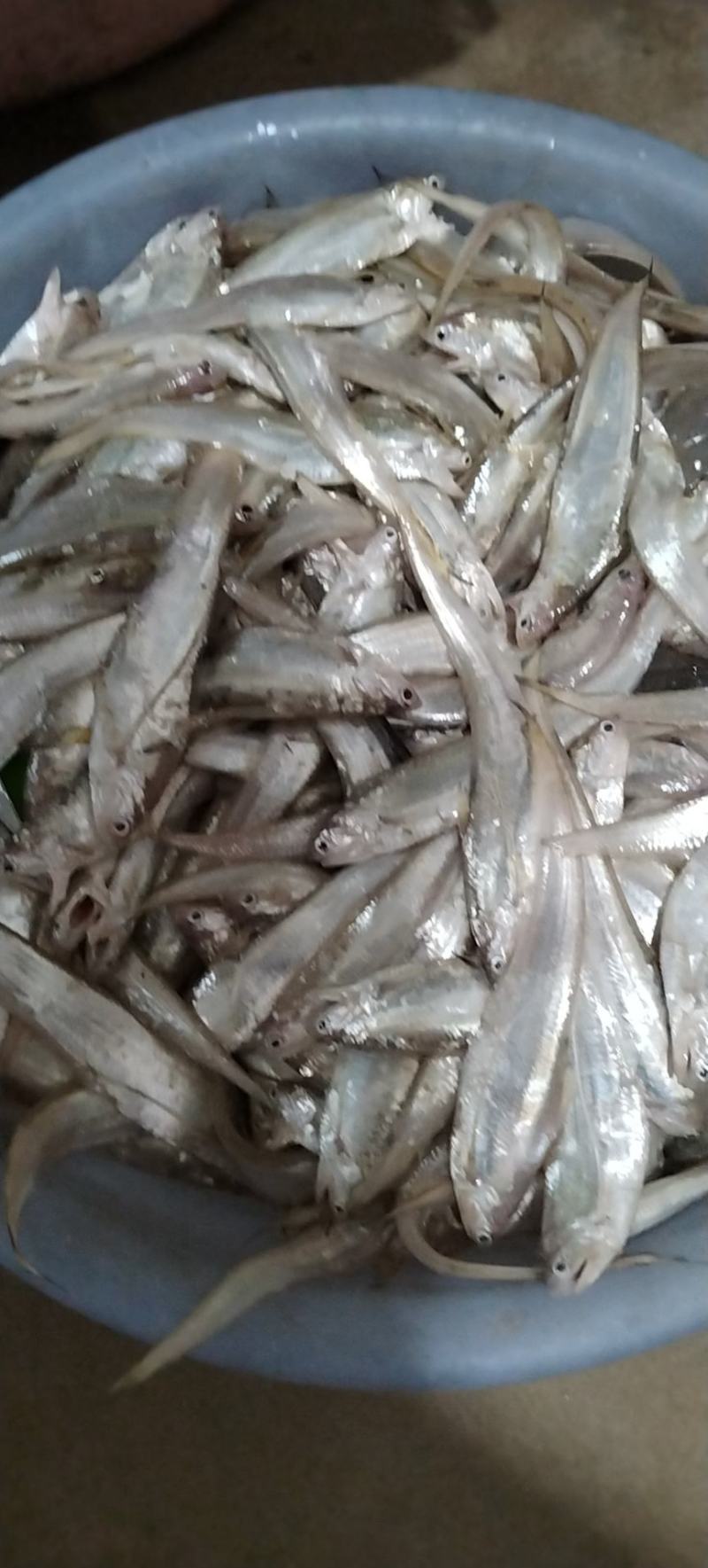 原生态河道毛刀鱼！白条！针头鱼！蓝刀！翘嘴！鳑鲏鱼！