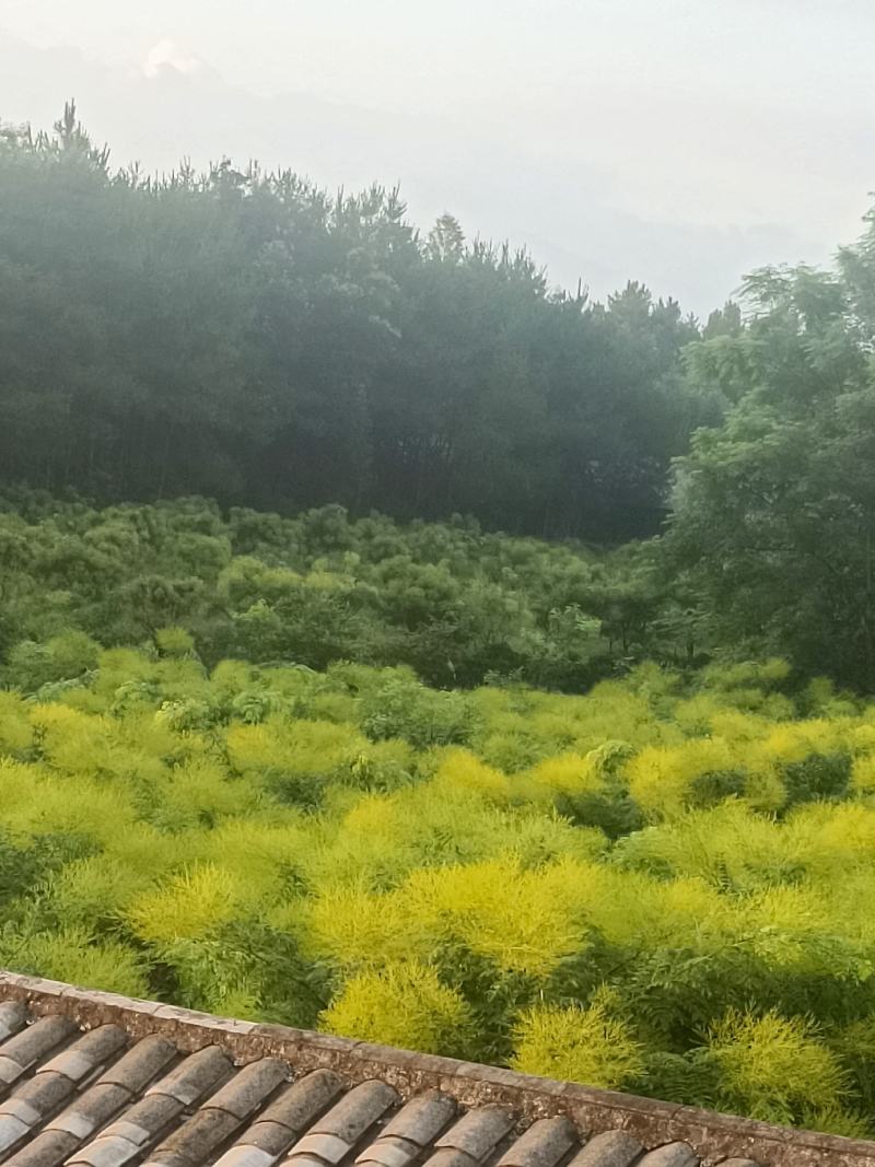 广西高产优质金槐苗
