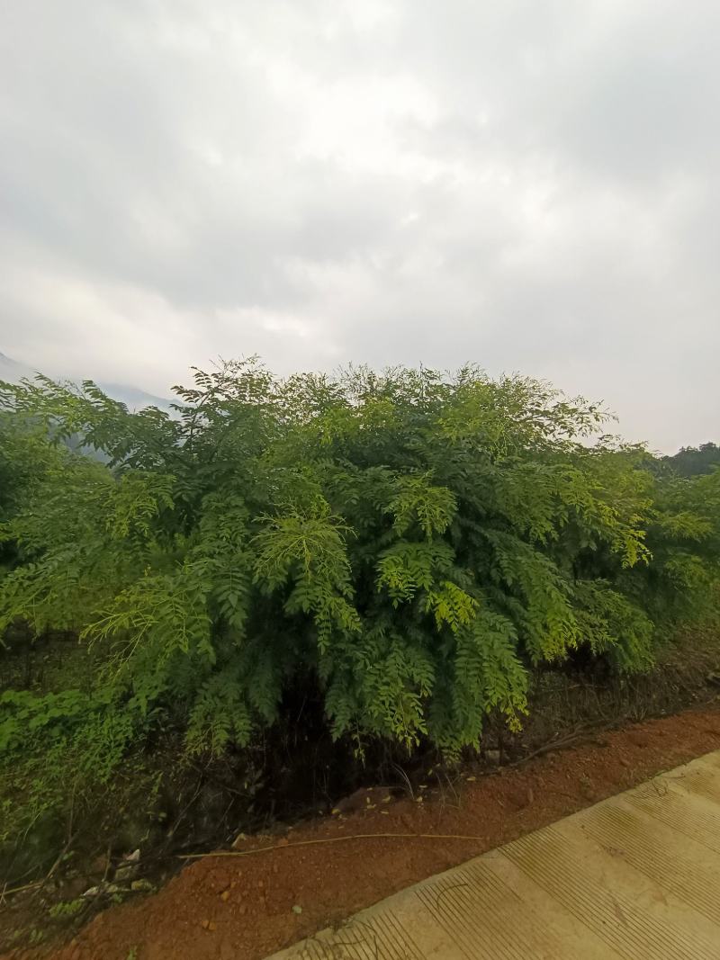 广西高产优质金槐苗