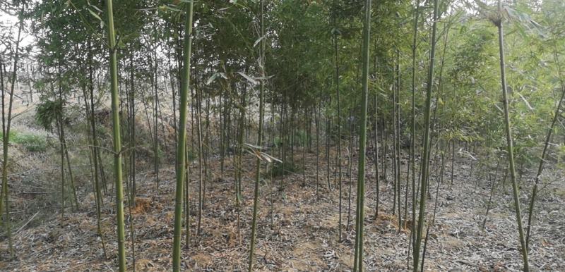 人面竹和紫竹50亩