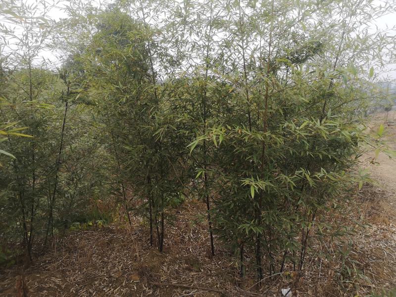 人面竹和紫竹50亩