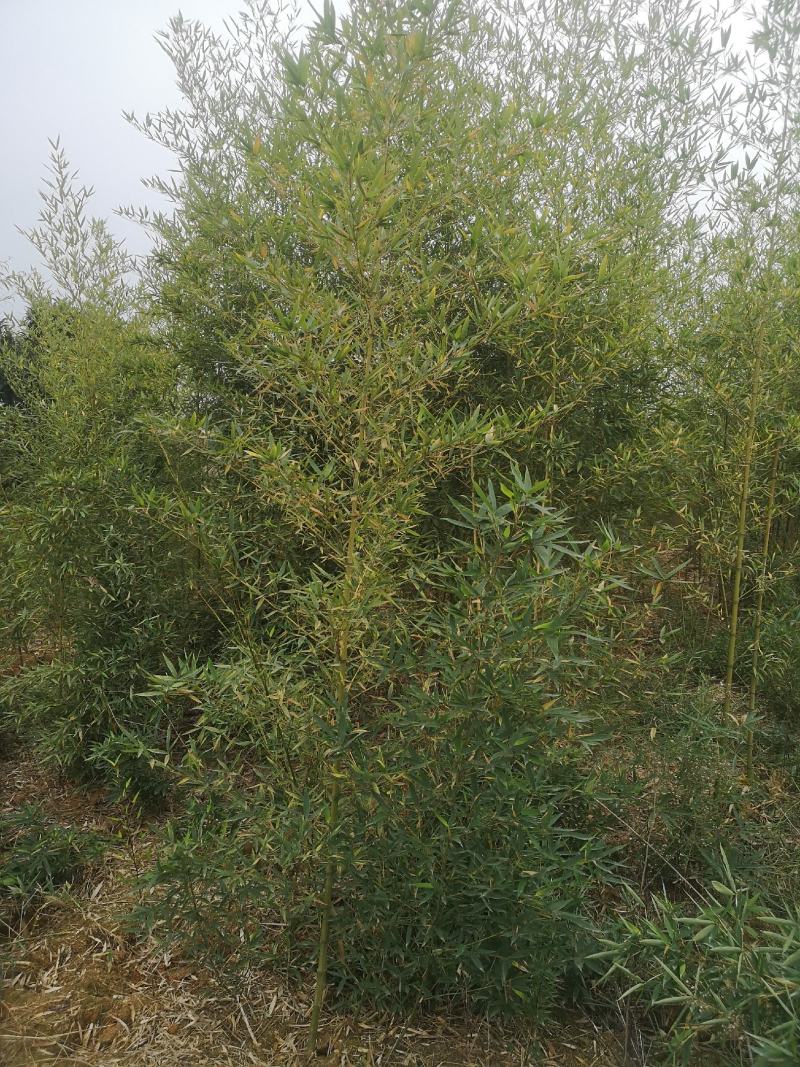 人面竹和紫竹50亩