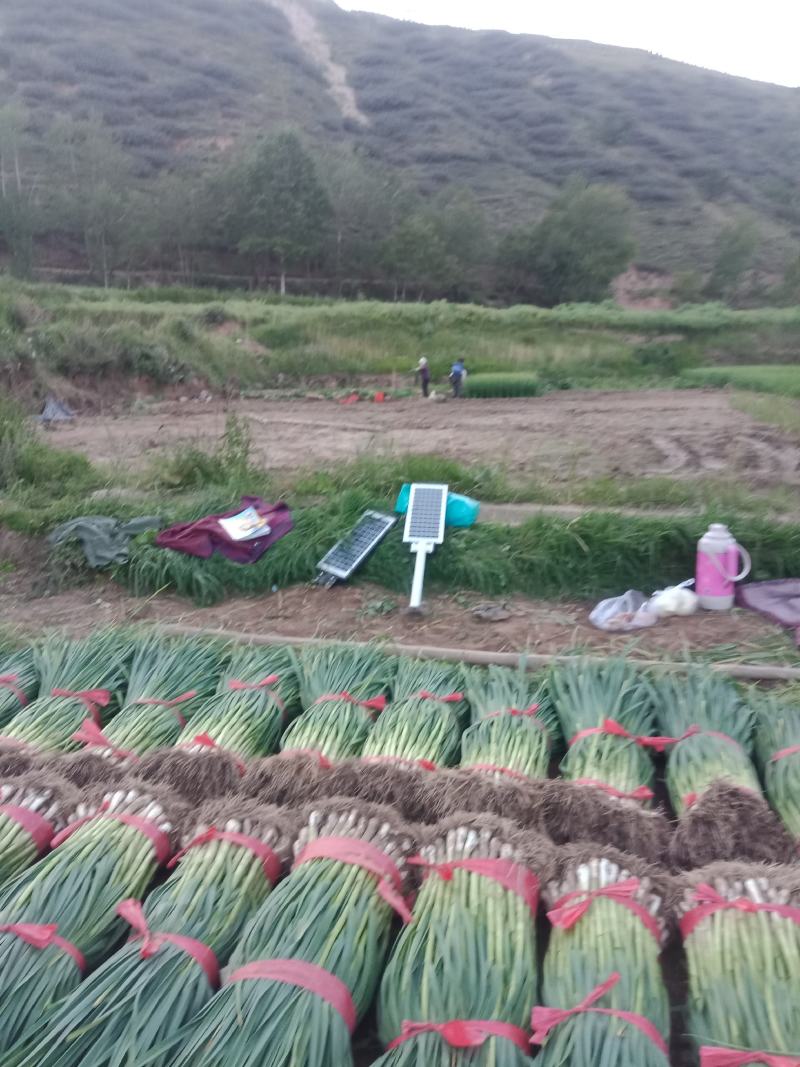 精品蒜苗