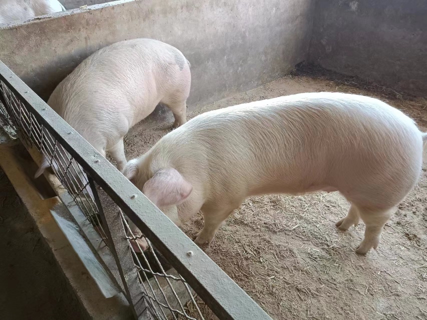荷兰猪进食蔬菜场景
