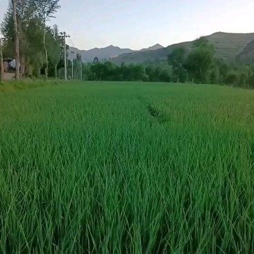 精品蒜苗