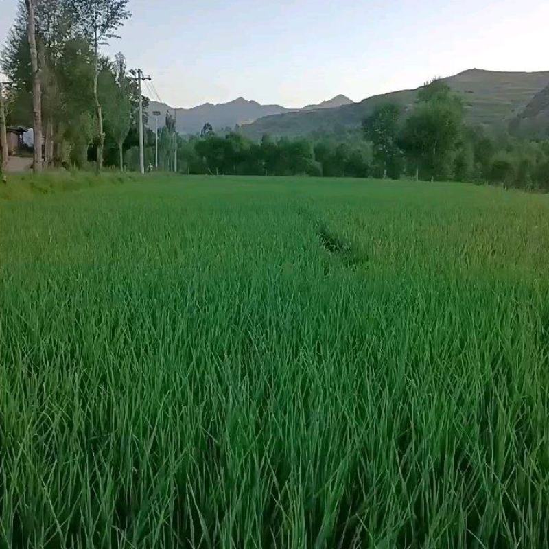 精品蒜苗