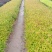 红花王子锦带,红王子锦带,锦带扦插苗,无冻害,根系发达。