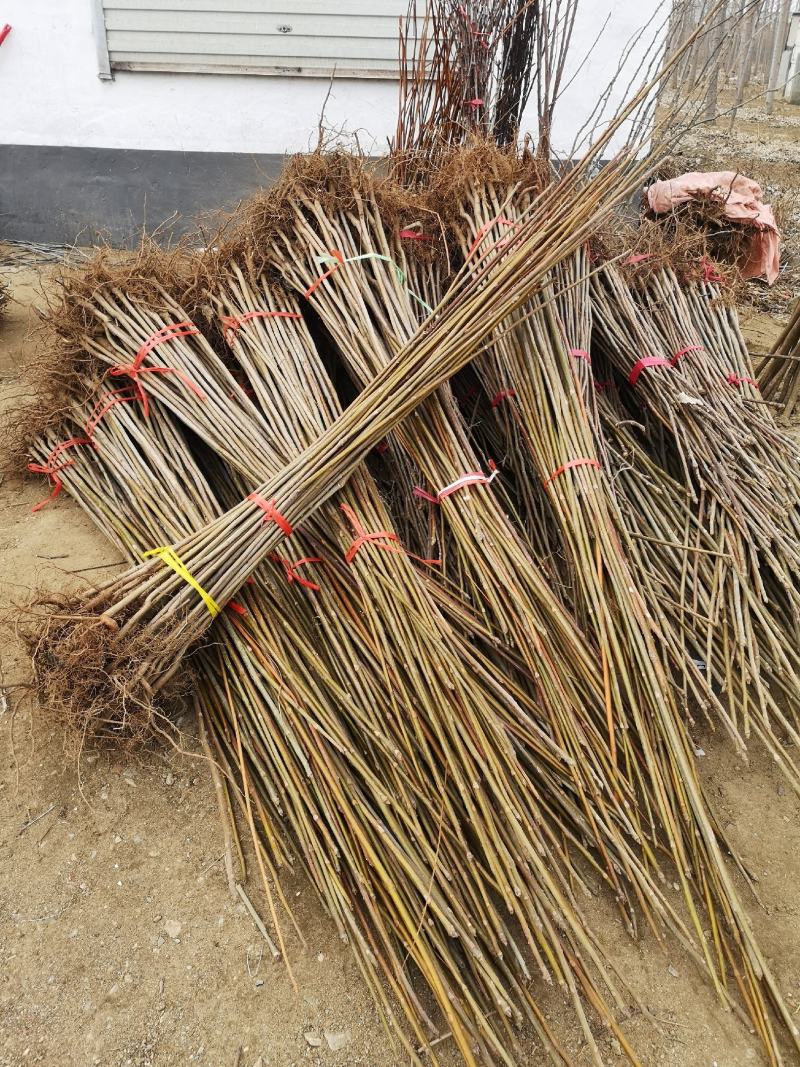 纯正红叶香椿树苗一手货源产地直销包活包技术
