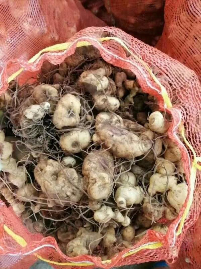 黄精生姜，现采，现挖，鸡头行，包茶，包汤的佳品