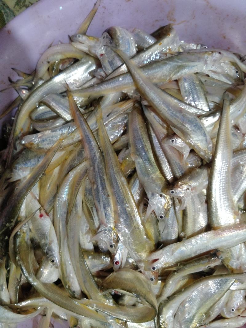 原生态河道毛刀鱼！白条！针头鱼！蓝刀！翘嘴！鳑鲏鱼！