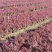 紫叶小檗播种苗12公分以上量大优惠，欢迎实地看货。