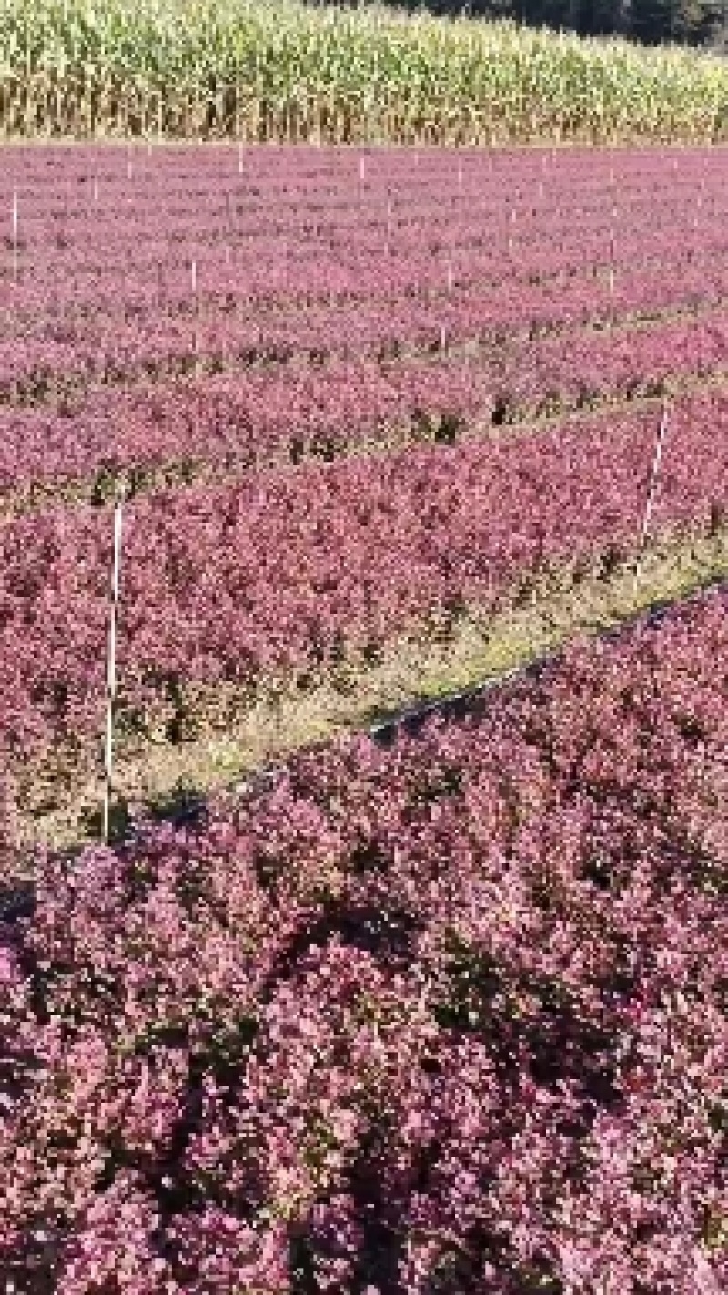 紫叶小檗播种苗12公分以上量大优惠，欢迎实地看货。