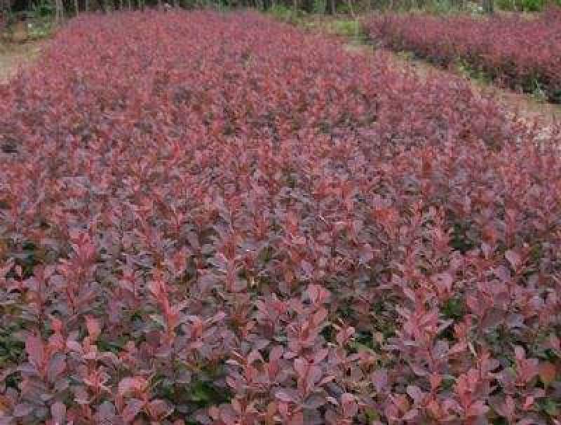 紫叶小檗播种苗12公分以上量大优惠，欢迎实地看货。