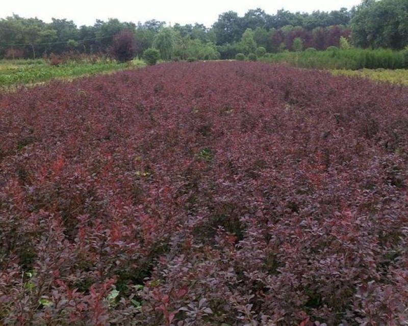 紫叶小檗播种苗12公分以上量大优惠，欢迎实地看货。