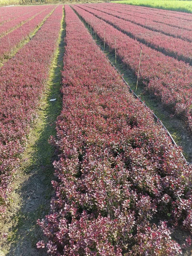 紫叶小檗播种苗12公分以上量大优惠，欢迎实地看货。