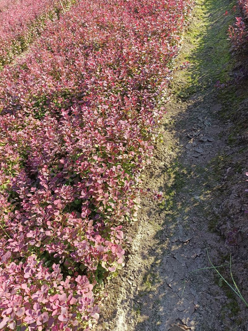 紫叶小檗播种苗12公分以上量大优惠，欢迎实地看货。