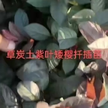 紫叶矮樱扦插苗12公分以上，不耐寒，温度适当分枝力强。