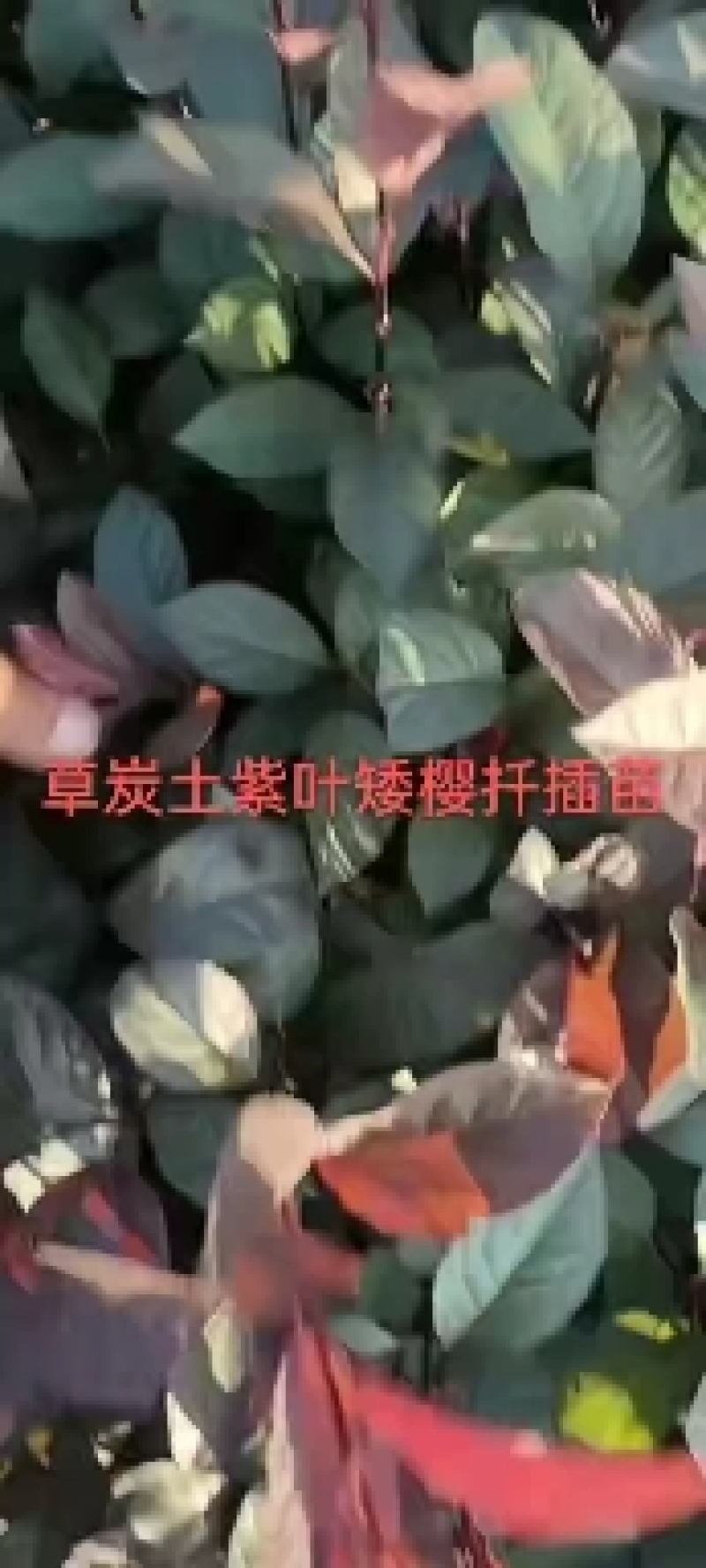 紫叶矮樱扦插苗12公分以上，不耐寒，温度适当分枝力强。