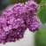 紫丁香苗丁香花（大叶丁香）.四季丁香暴马丁香