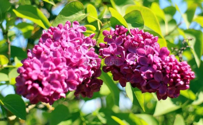 紫丁香苗丁香花（大叶丁香）.四季丁香暴马丁香