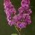紫丁香苗丁香花（大叶丁香）.四季丁香暴马丁香