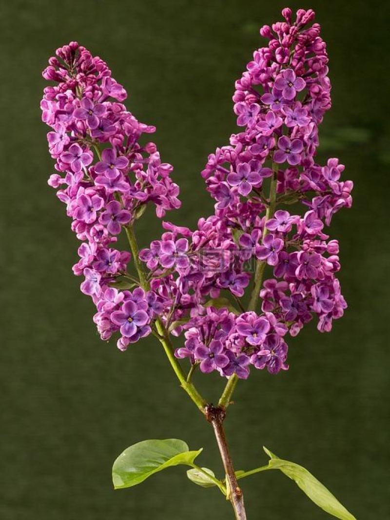 紫丁香苗丁香花（大叶丁香）.四季丁香暴马丁香