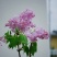 紫丁香苗丁香花（大叶丁香）.四季丁香暴马丁香