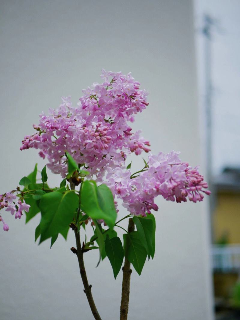 紫丁香苗丁香花（大叶丁香）.四季丁香暴马丁香