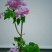 紫丁香苗丁香花（大叶丁香）.四季丁香暴马丁香