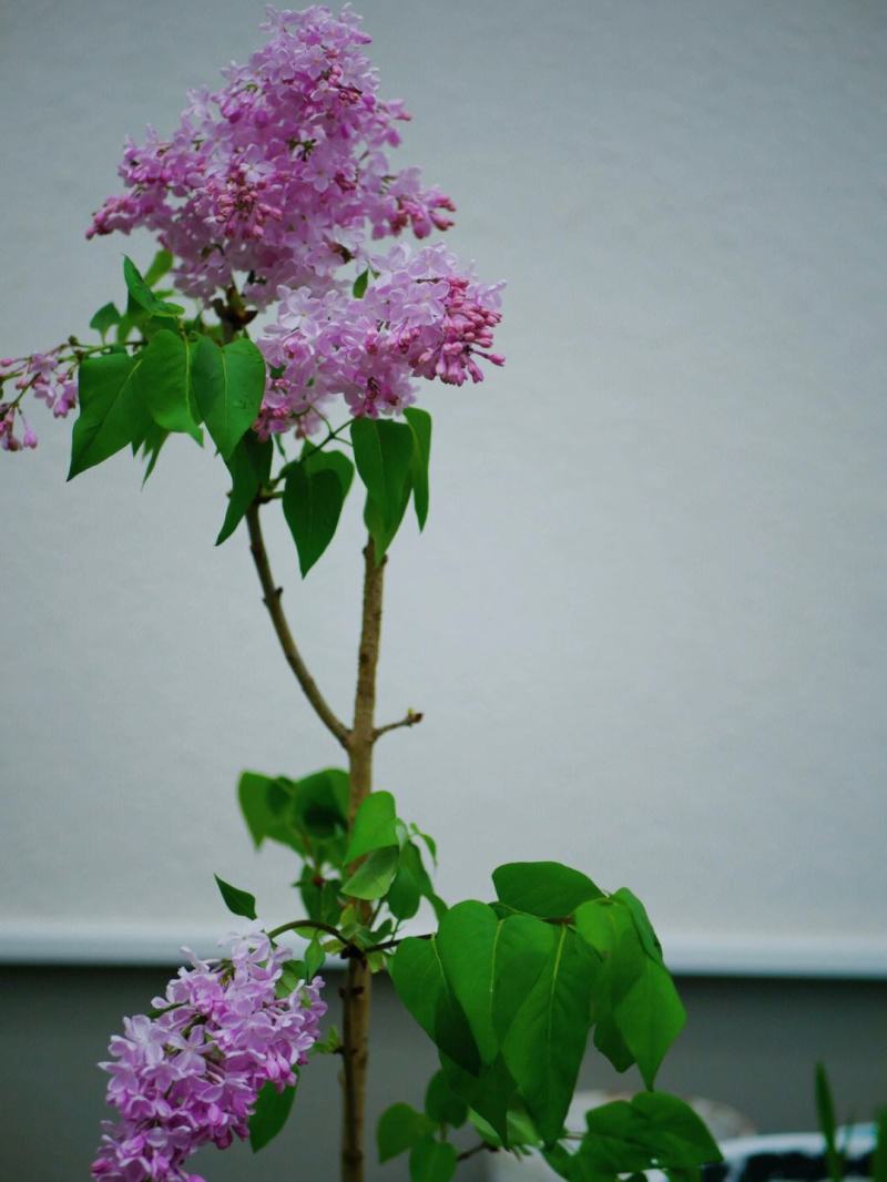 紫丁香苗丁香花（大叶丁香）.四季丁香暴马丁香