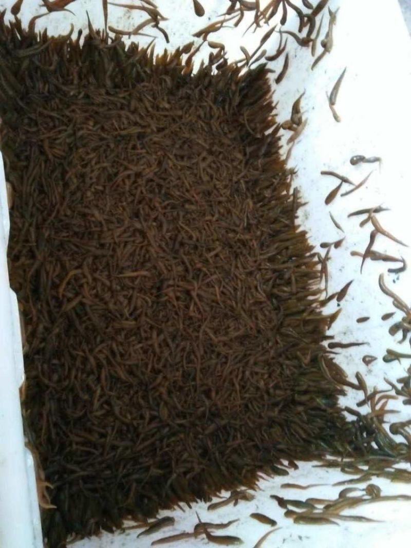 苏南水蛭苗基地直供包产量包成活一件代发保质保量