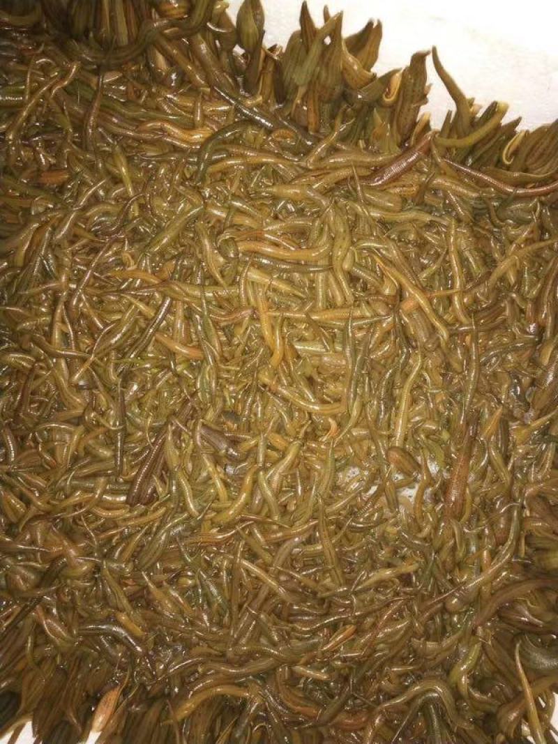 苏南水蛭苗基地直供包产量包成活一件代发保质保量