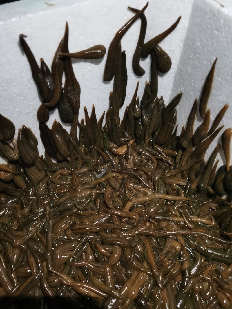 苏南水蛭苗基地直供包产量包成活一件代发保质保量