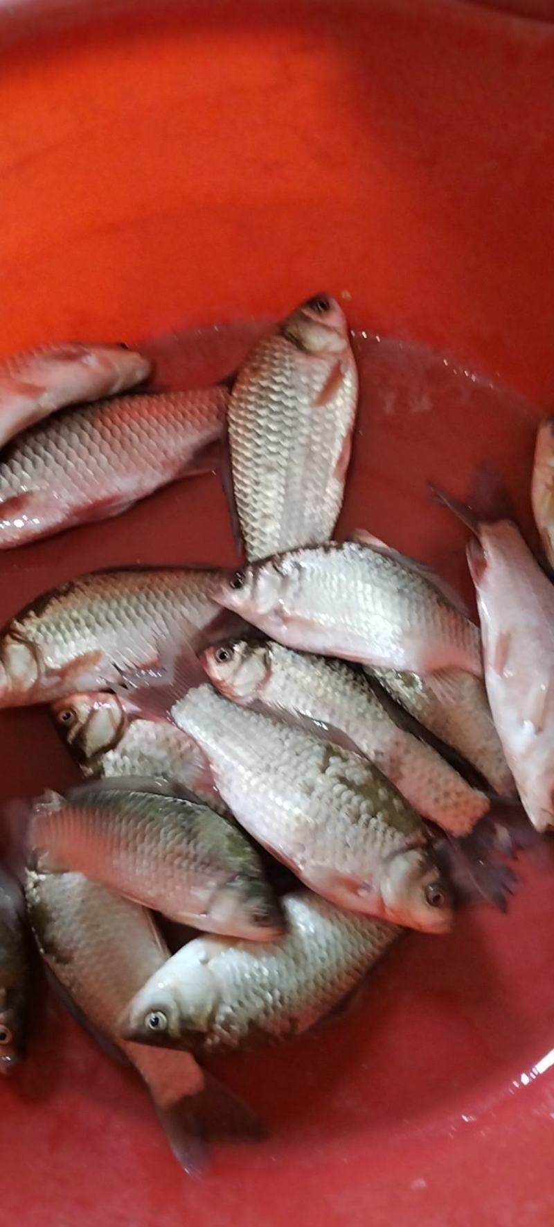 精品原生态河道白鳞鲫鱼！朱赵鑫河水产！开售。预购从速！
