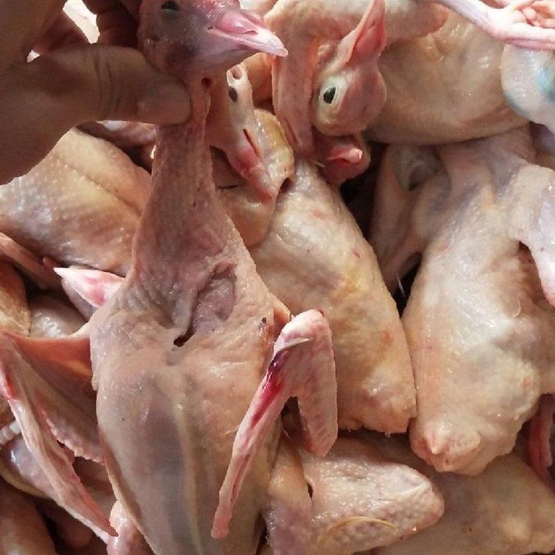 乳鸽白条鸽肉常年大量现货供应，规格齐全！厂家直销欢迎咨咨