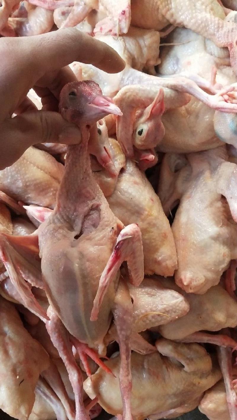 乳鸽白条鸽肉常年大量现货供应，规格齐全！厂家直销欢迎咨咨
