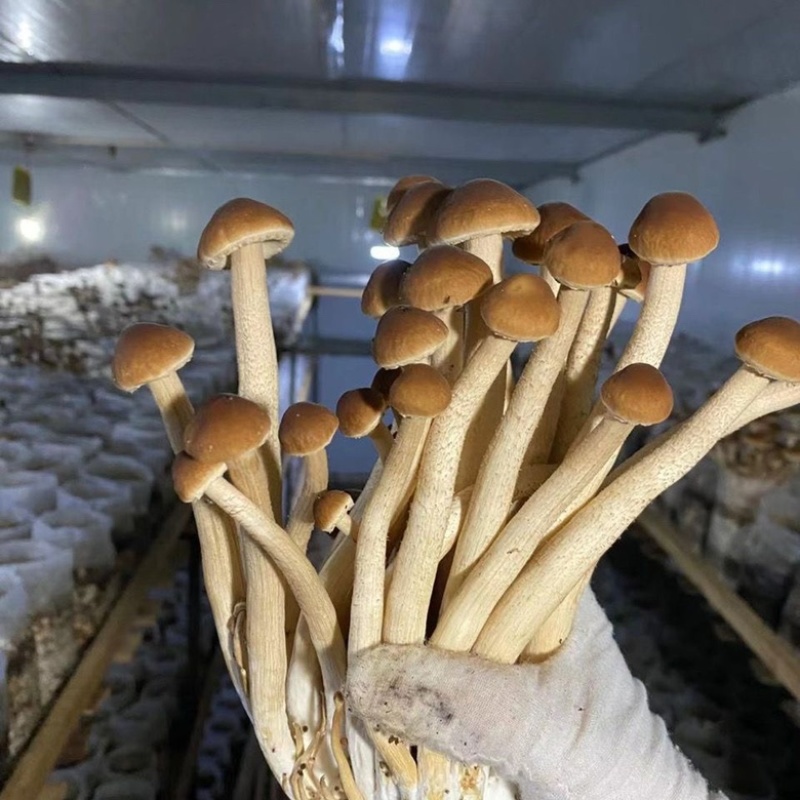 新鲜茶树菇茶树菇本人常年种植货好价优