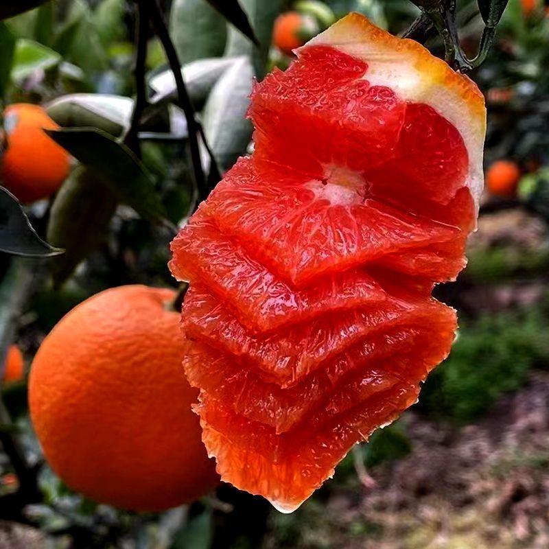 精品红橙一件代发规格齐全直质量保证欢迎下单