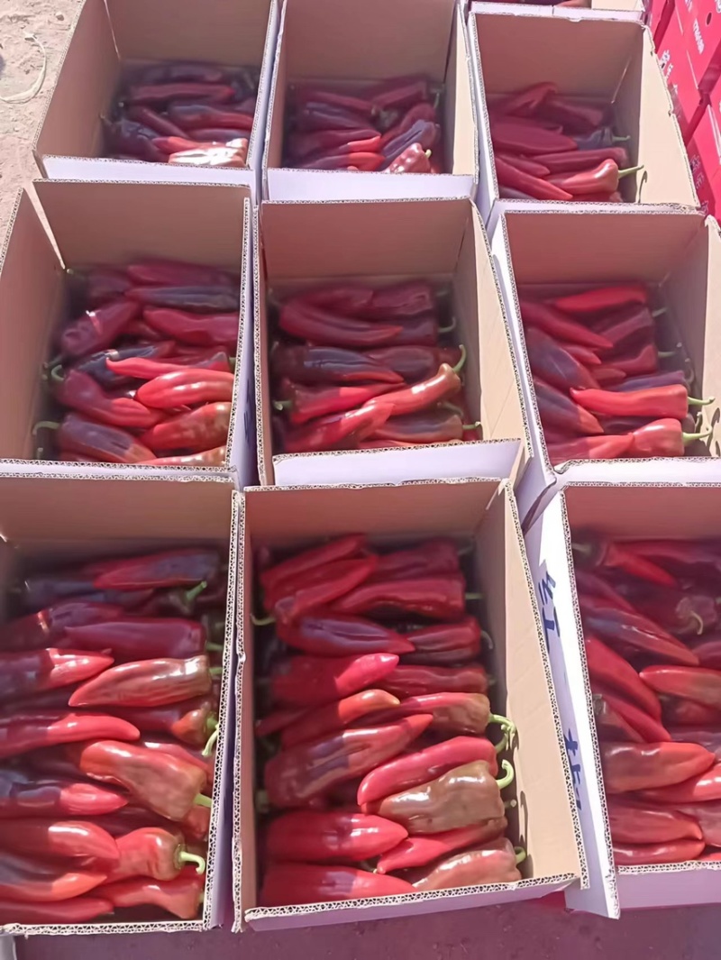 甜椒四川大凉山精品尖红甜椒大量上市，特价了