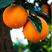 伦晚脐橙纯甜爆汁一手货源看园采果品质保证坏果包赔